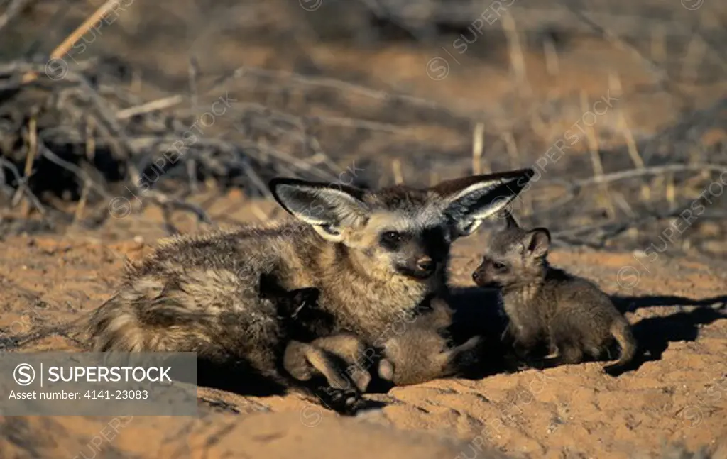 bat-eared fox with cubs otocyon megalotis kgalagadi transfrontier park, kalahari, south africa 
