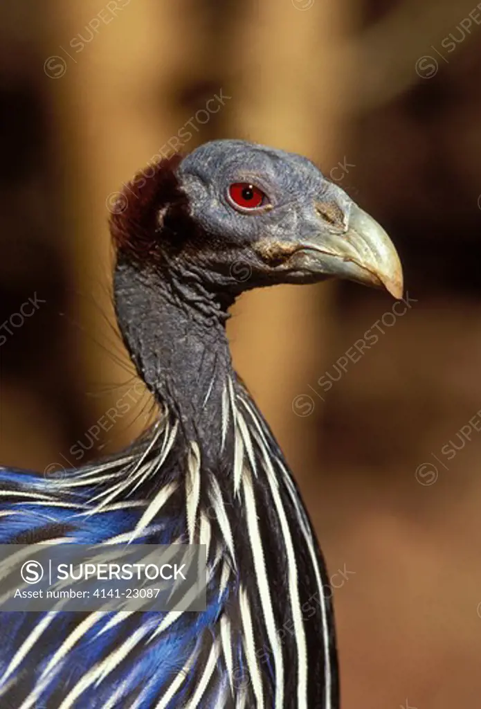vulturine guineafowl acryllium vulturinum