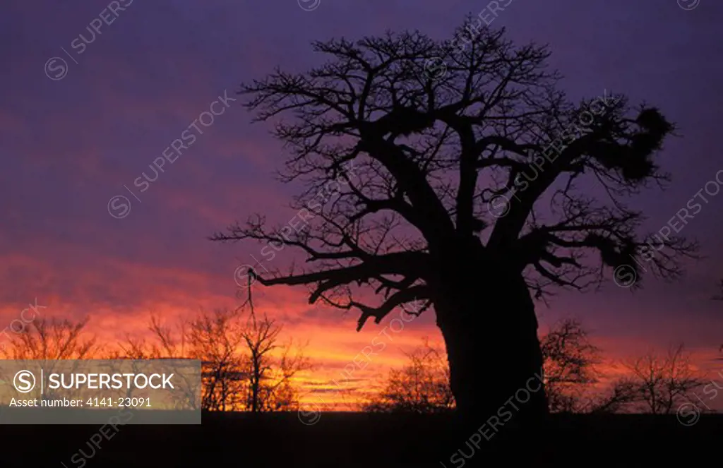 baobabs at sunset adansonia digitata kruger national park, south africa