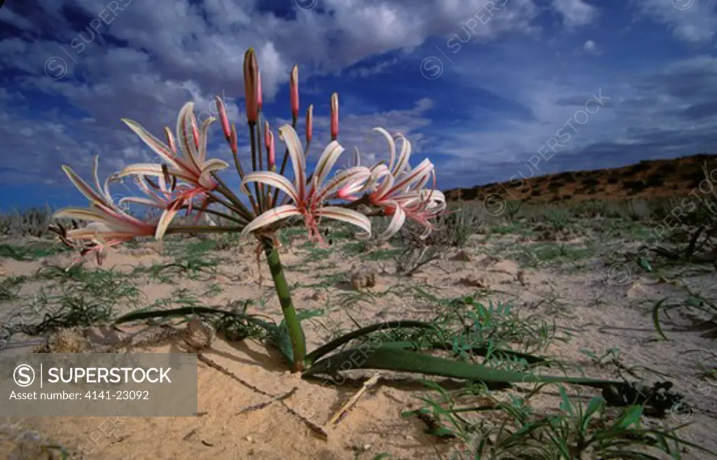 vlei lily nerina laticoma in flower after first summer rain kgalagadi transfrontier park, south africa