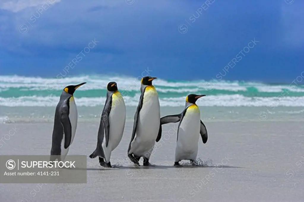 king penguins aptenodytes patagonicus on beach falkland islands