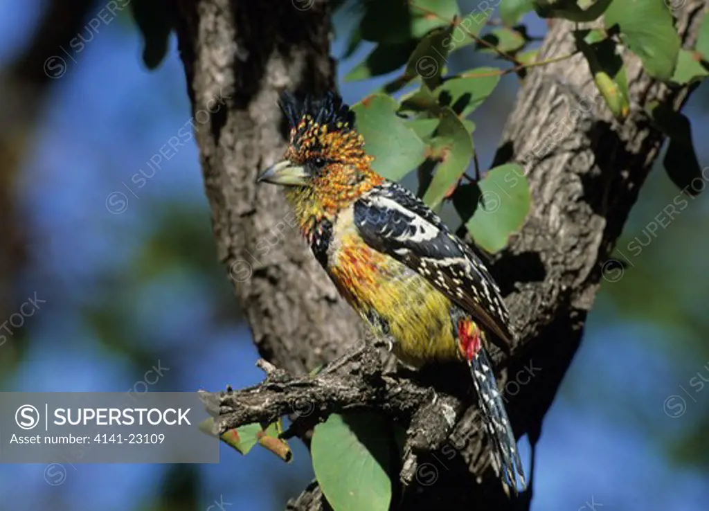 crested barbet trachyphonus vaillantii kruger national park, mpumalanga, south africa
