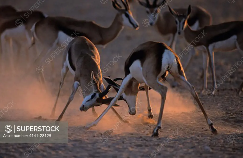 springbok males fighting antidorcas marsupialis kgalagadi transfrontier park, kalahari, northern cape, south africa
