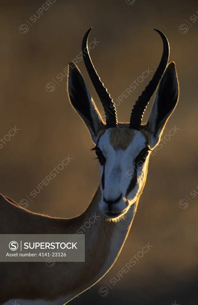 springbok antidorcas marsupialis kgalagadi transfrontier park, kalahari, northern cape, south africa