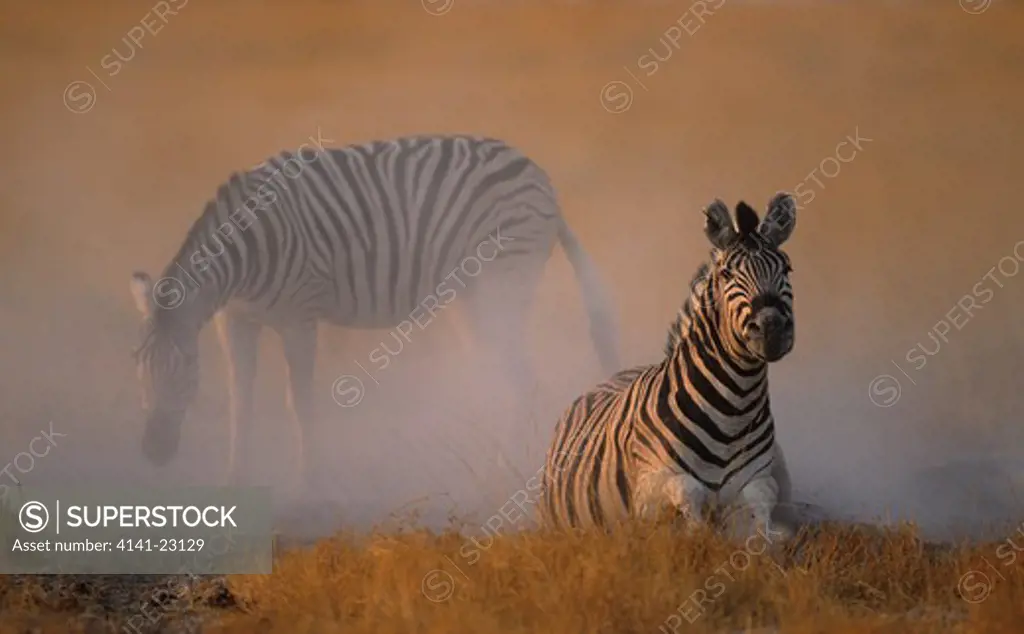burchell's zebra dustbathing equus burchelli etosha national park, namibia