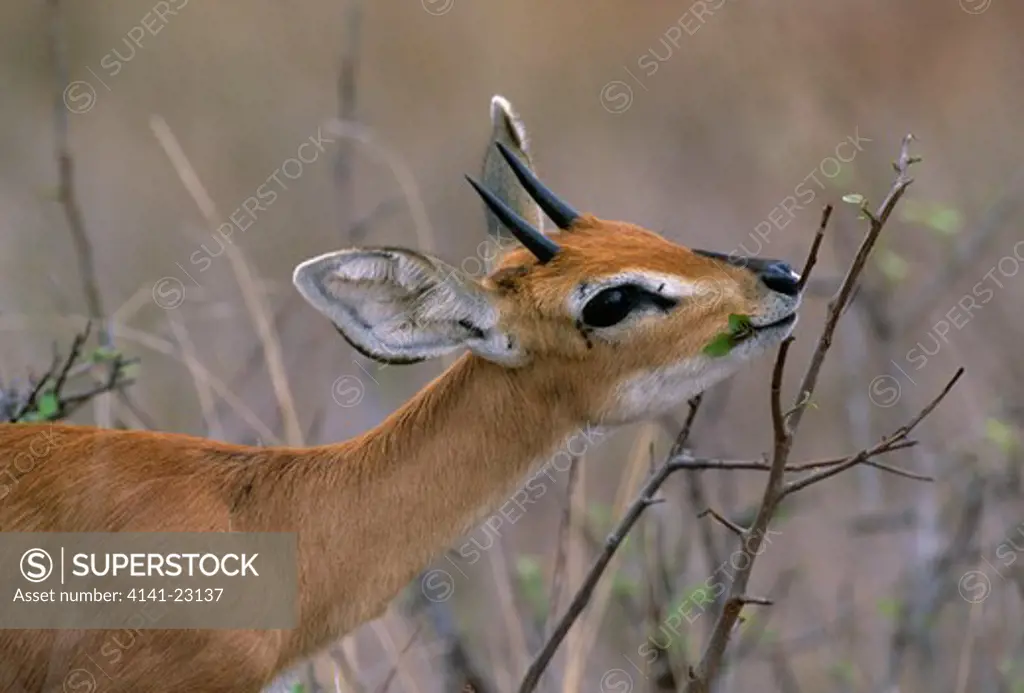 steenbok browsing raphicerus campestris kruger national park, south africa