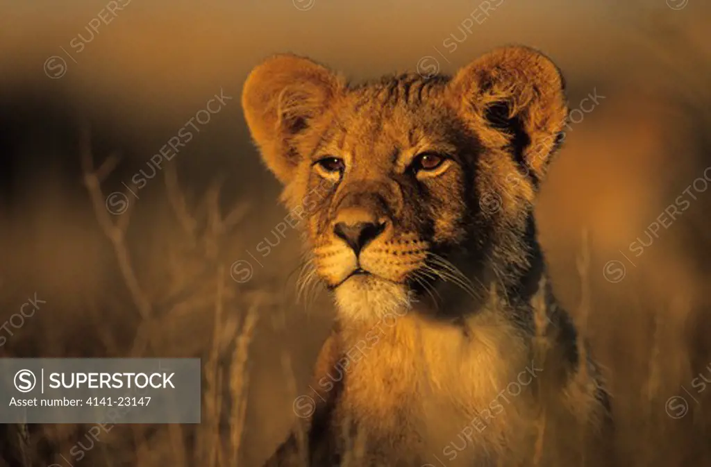 lion cub panthera leo kgalagadi transfrontier park, kalahari, south africa