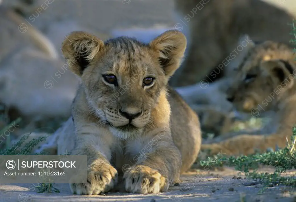 lion cub panthera leo kgalagadi transfrontier park, kalahari, south africa
