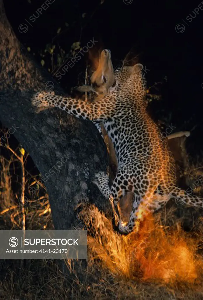 leopard climbing tree with impala prey panthera pardus sabi sabi, mpumalanga, south africa.