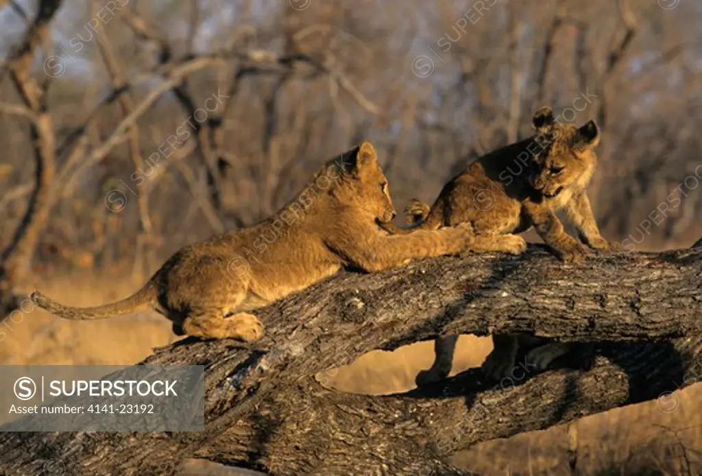 lion cubs playing panthera leo sabi sabi, greater kruger national park, south africa