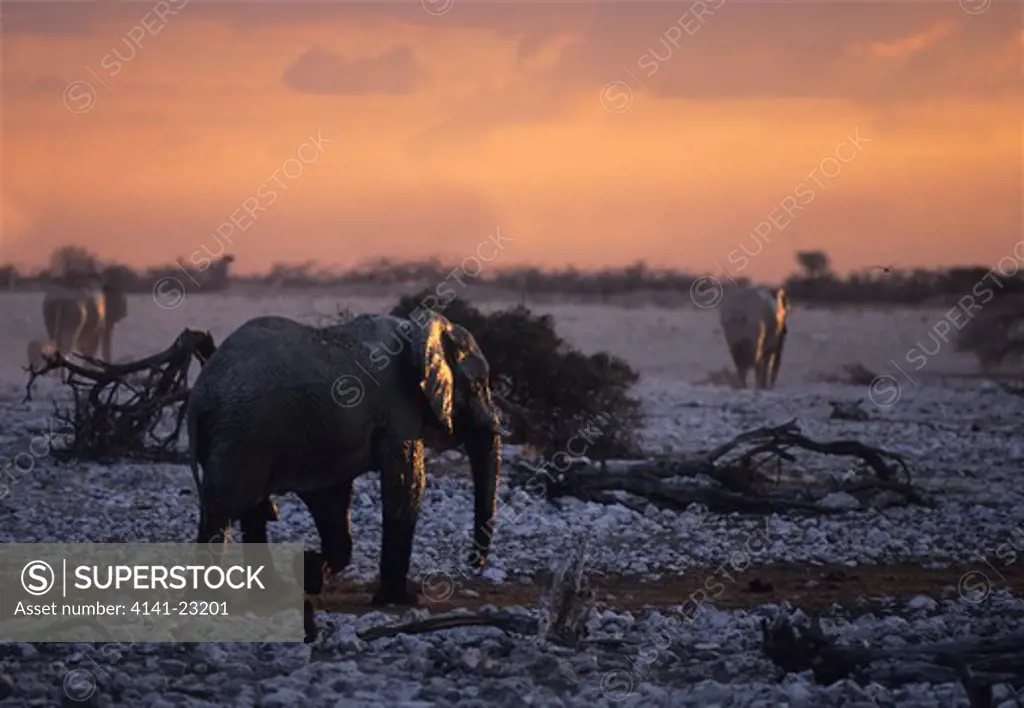 african elephant loxodonta africana etosha national park, namibia