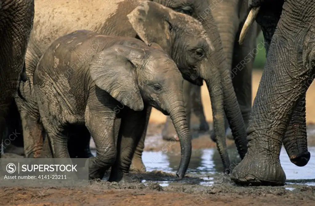 african elephant loxodonta africana herd with babies, addo national park, south africa