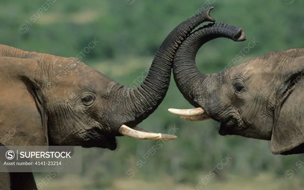 african elephant loxodonta africana greeting, addo national park, south africa