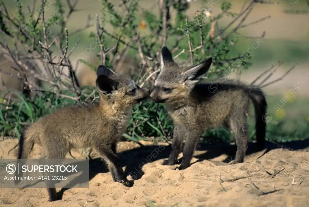 bat-eared fox cubs greeting otocyon megalotis kgalgadi transfrontier park, kalahari, south africa