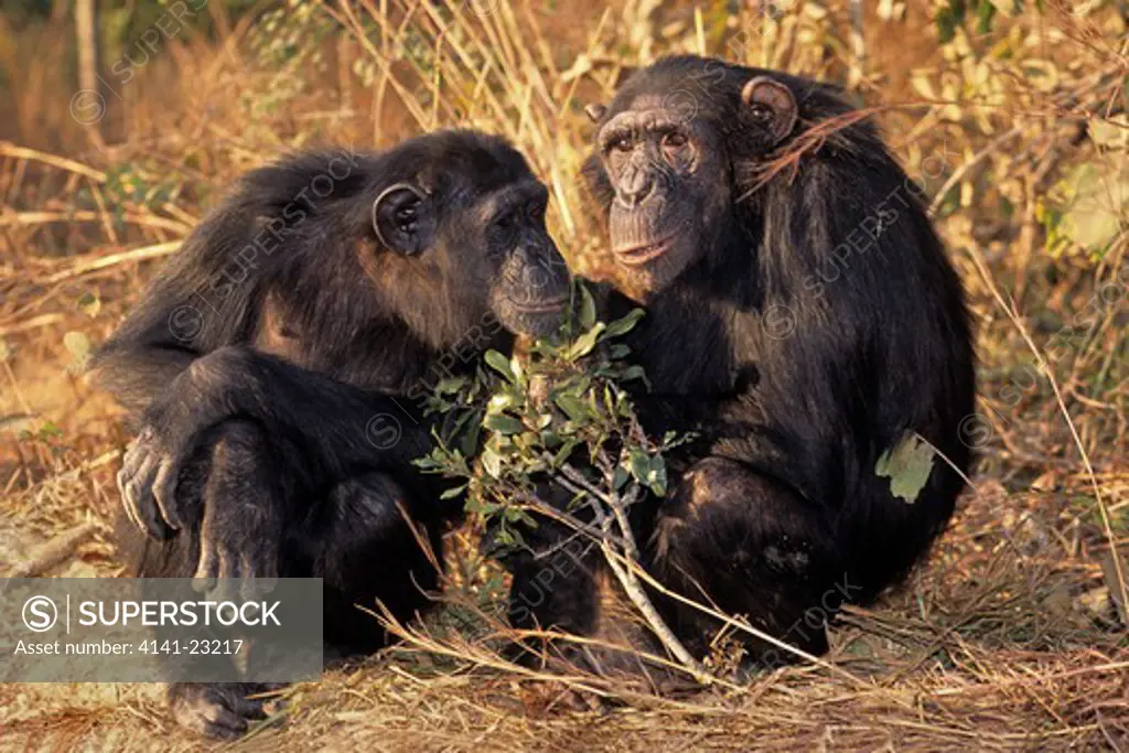 chimpanzee pan troglodytes chimfunshi, zambia