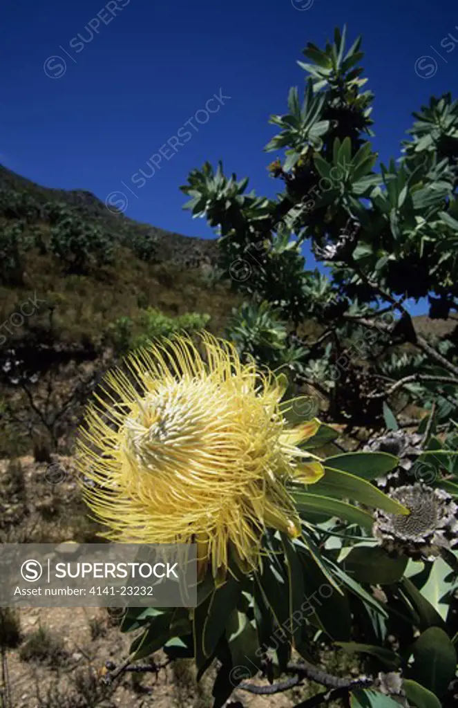 waboom protea protea nitidia langeberg, southern cape, south africa