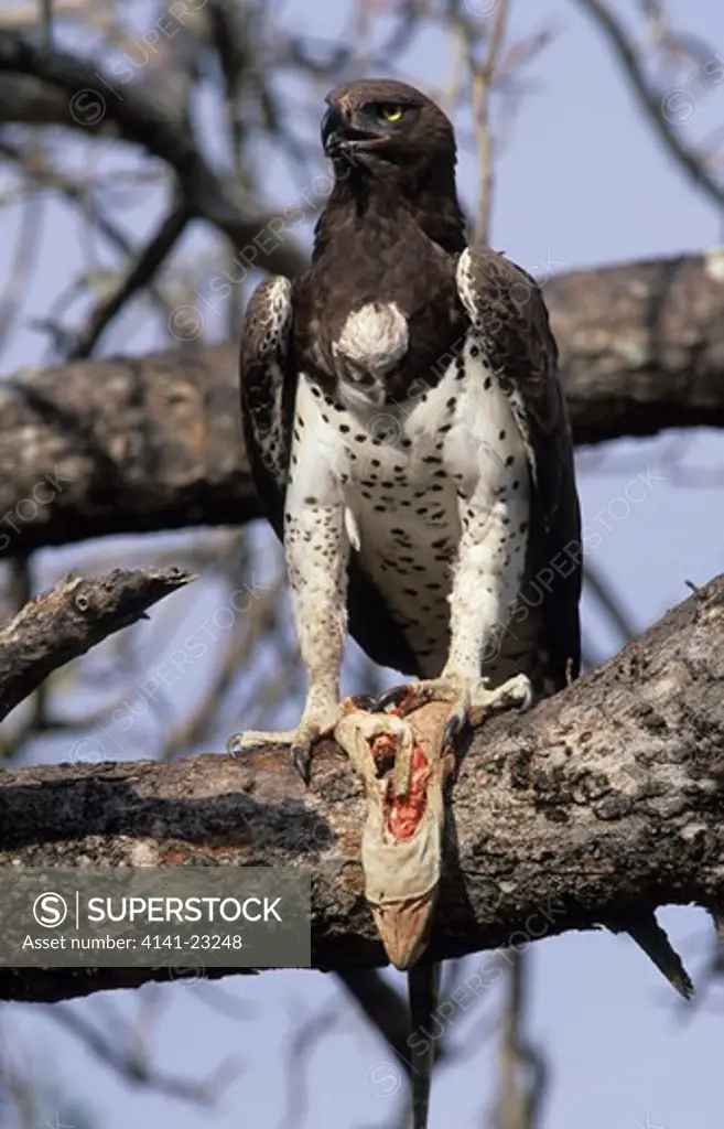 martial eagle with monitor lizard prey polemaetus bellicosus kruger national park, south africa