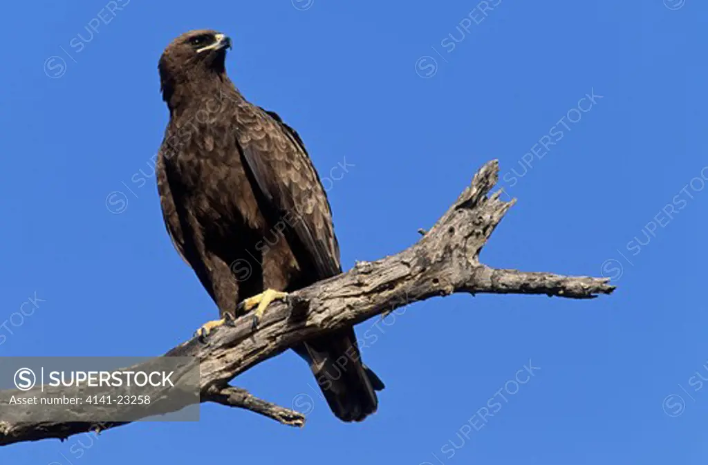 wahlberg's eagle on branch aquila wahlbergi kruger national park, south africa