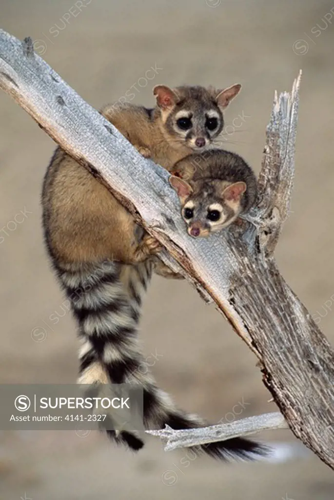 ring-tailed cats or ringtails bassariscus astutus uinta national forest, utah, usa 