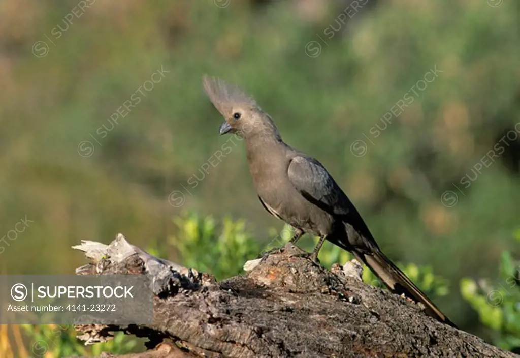 grey go-away-bird or grey lourie corythaixoides concolor kruger national park, south africa