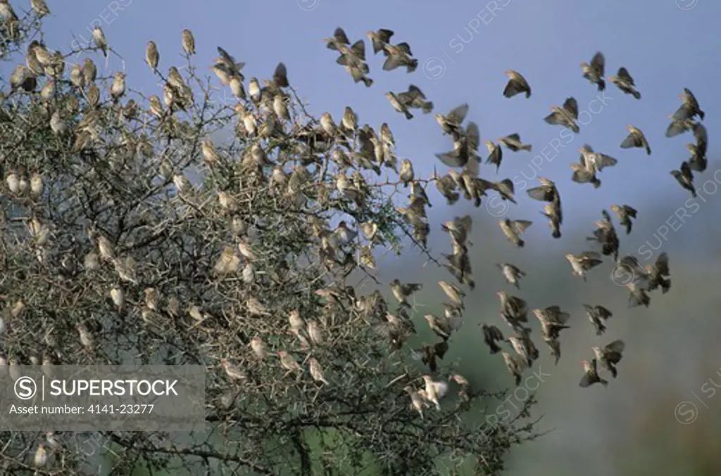 red-billed quelea flock in tree quelea quelea world's most numerous bird, kruger national park, south africa