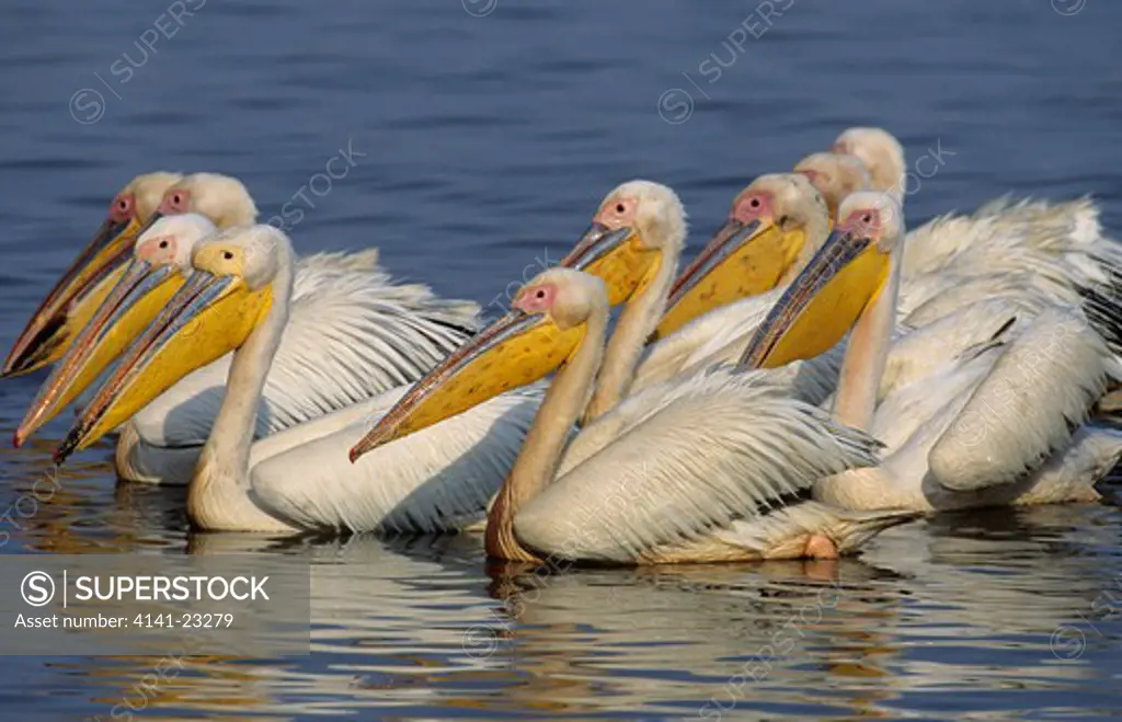 great white pelican flock on water mkuze game reserve, zululand, kwazulu-natal, south africa