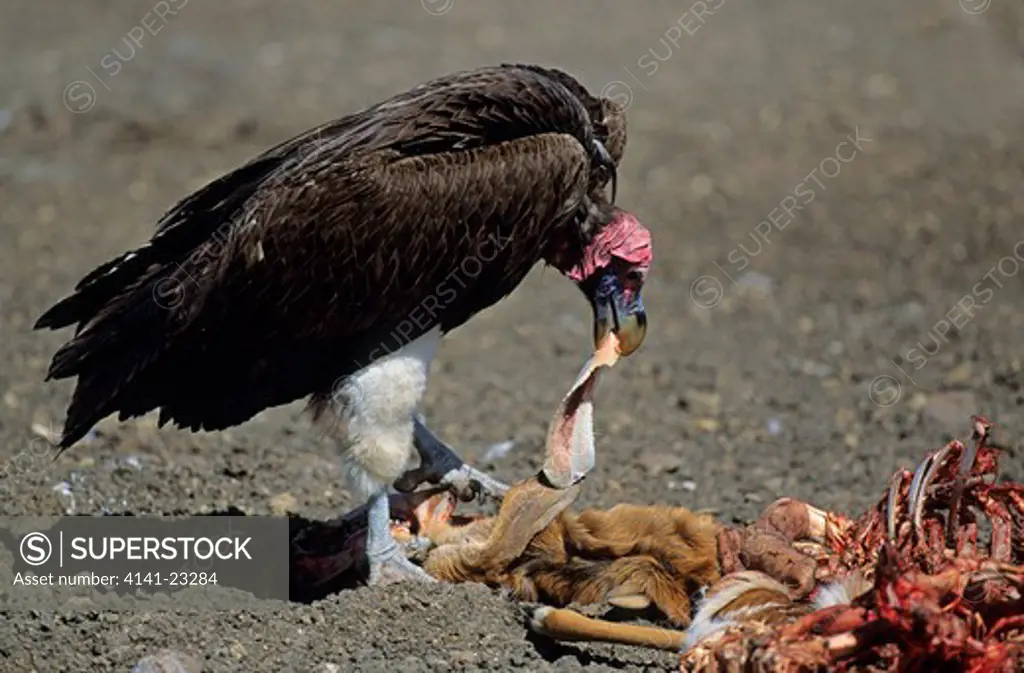 lappet-faced vulture feeding torgos tracheliotus mkuze game reserve, zululand, kwazulu-natal, south africa