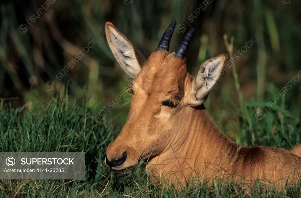 red hartebeest young calf alcephalus buselaphus midmar game reserve, kwazulu-natal, south africa