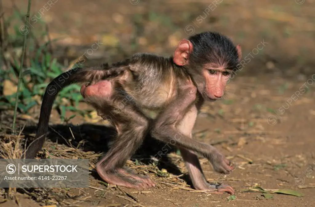 chacma baboon young papio ursinus kruger national park, south africa