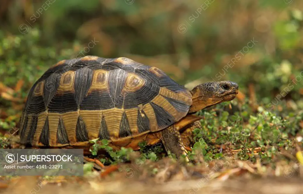 angulate tortoise chersina angulata endangered, found only in fynbos habitat, western cape, south africa