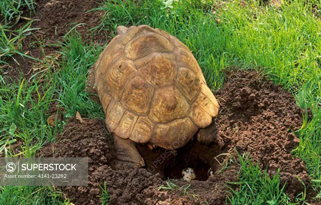 leopard tortoise egg laying geochlone pardalis kwa-zulu natal, south africa