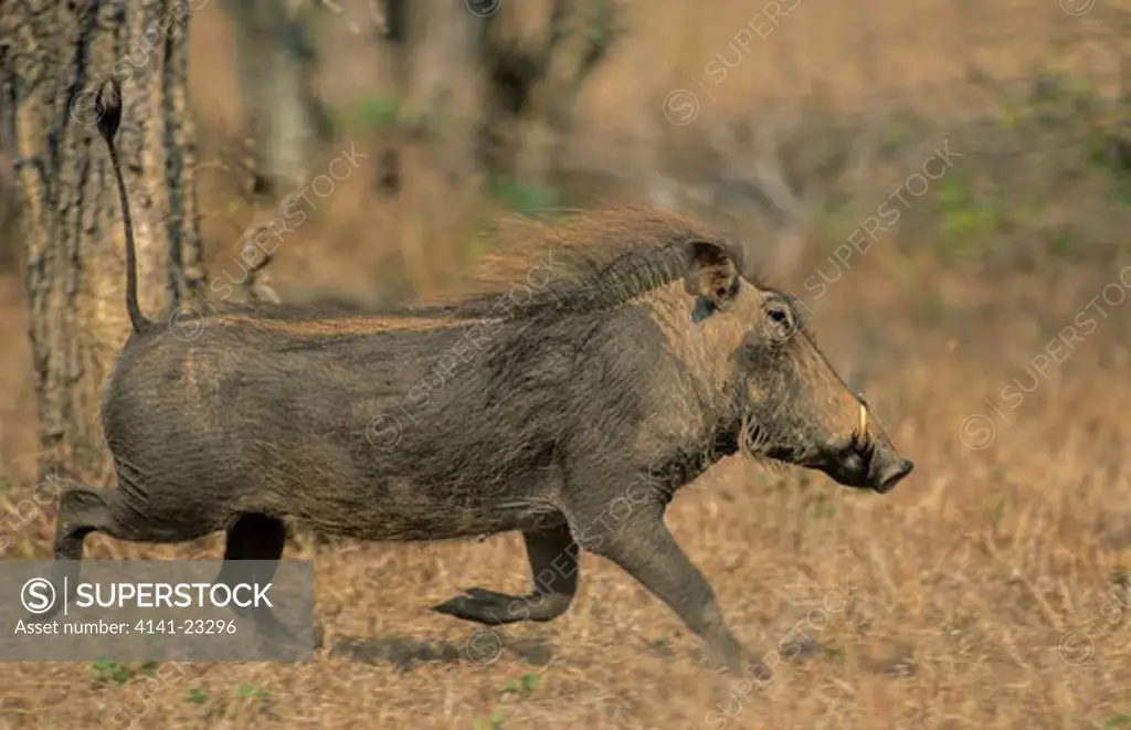 warthog running with tail in the air phacocherus aethiopica kruger national park, south africa