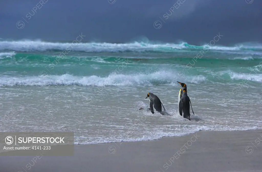 king penguins aptenodytes patagonicus going hunting in stormy seas falkland islands