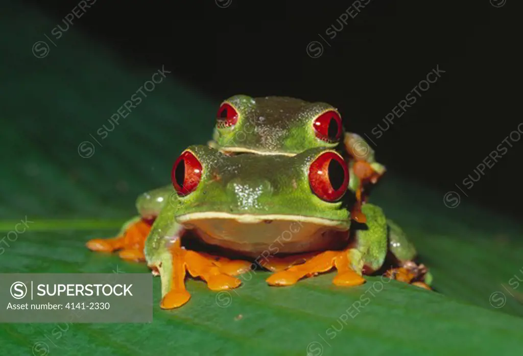 red-eyed tree frogs mating agalychnis sp. costa rica