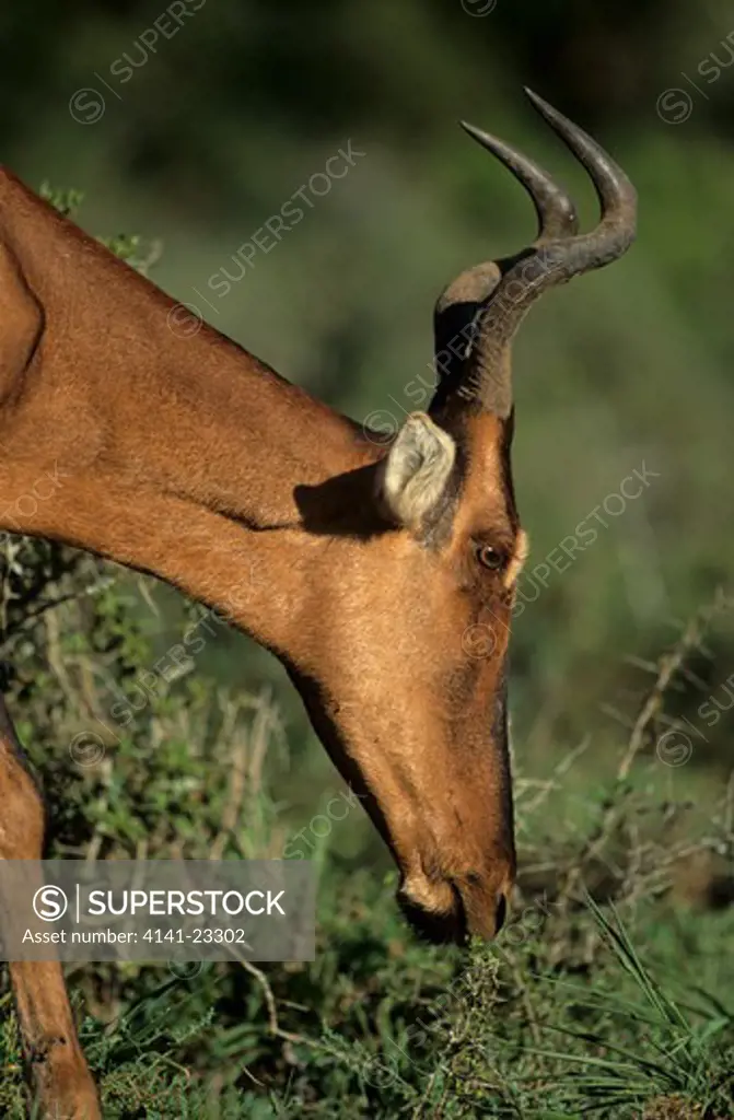red hartebeest browsing alecphalus busealaphus addo national park, south africa