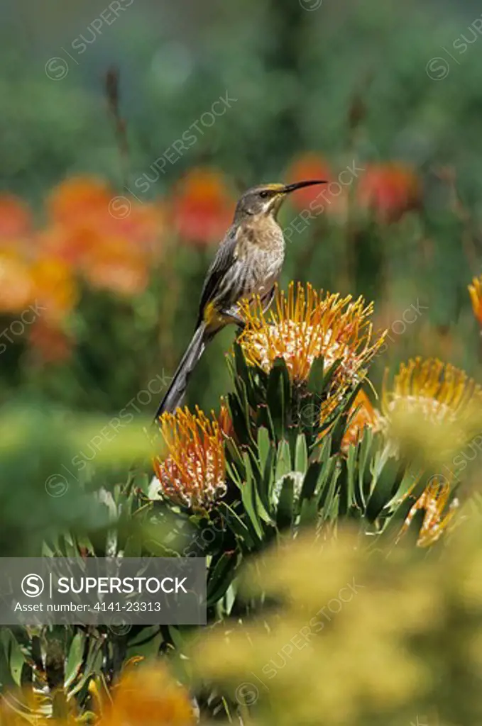 cape sugarbird promerops caffer feeding on pincushion protea, helderberg nature reserve, western cape, south africa