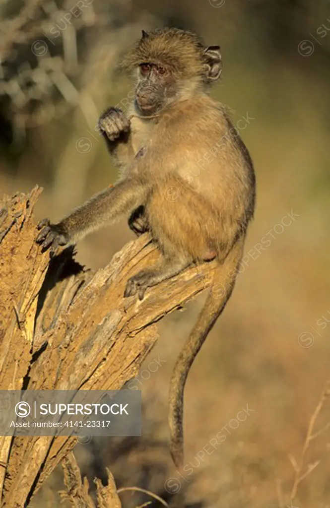 chacma baboon papio ursinus kruger national park, south africa