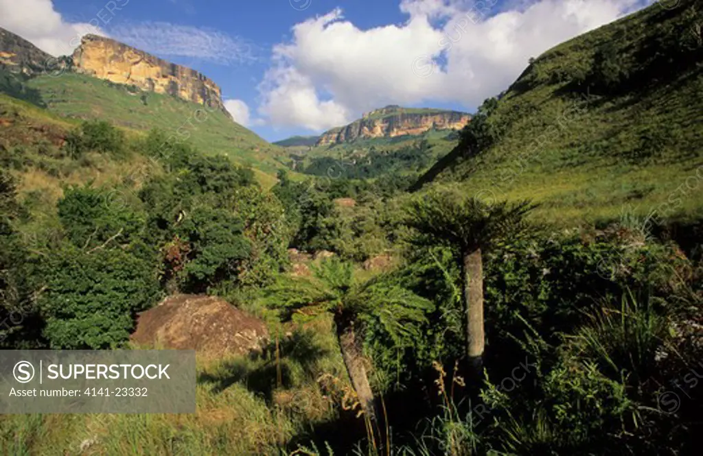 drakensberg scene royal natal national park tree ferns in foreground, kwazulu-natal, south africa