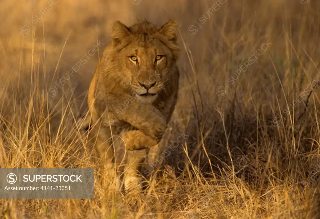 african lion panthera leo young running kruger national park, south africa