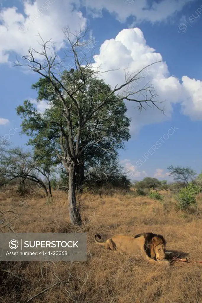 african lion panthera leo female feeding on impala kill sabi sabi, greater kruger national park, south africa