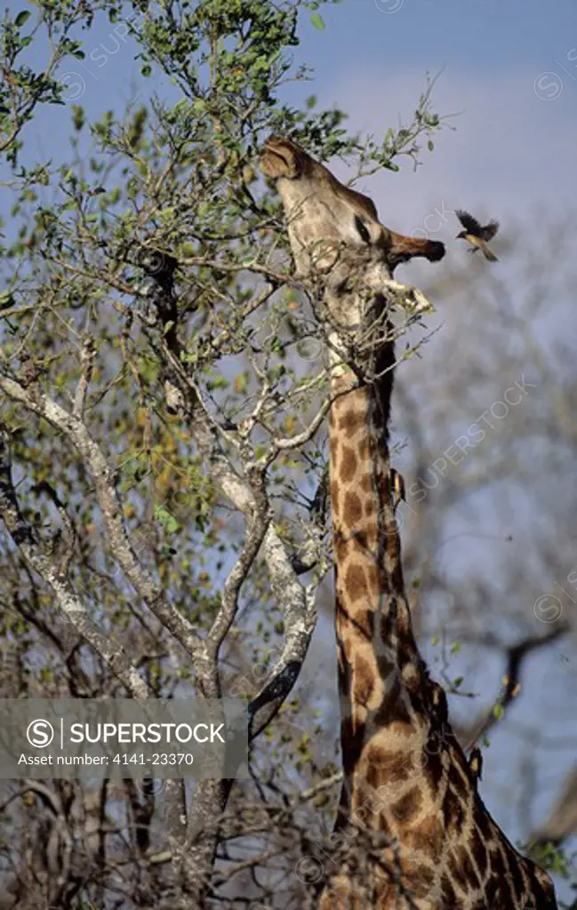 giraffe giraffa camelopardalis browsing with oxpeckers sabi sabi, south africa