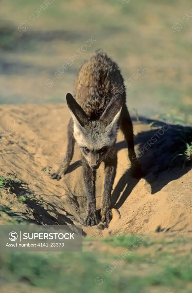 bat-eared fox otocyon megalotis excavating burrow kgalagadi transfrontier park, kalahari, south africa