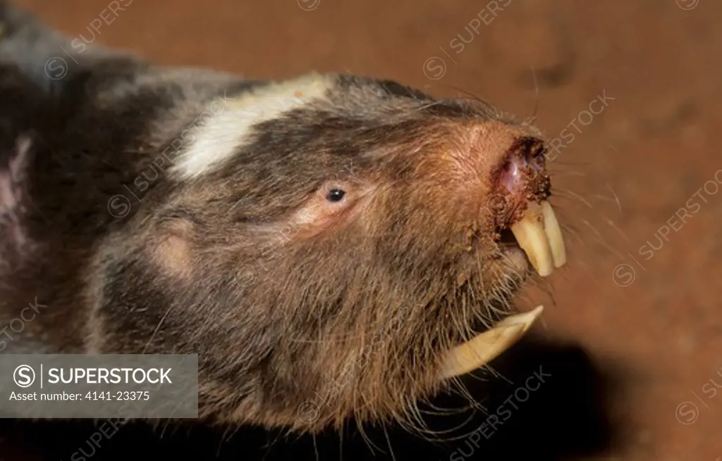 damaraland mole-rat cryptomys damerensis northern cape, south africa