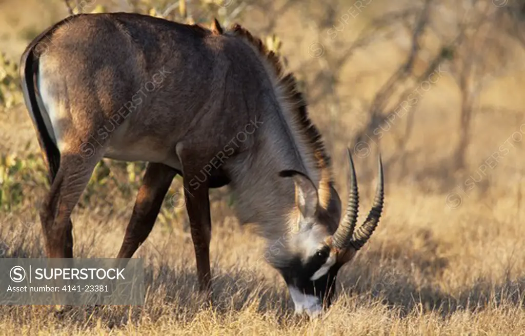 roan antelope hippotragus equius grazing kruger national park, south africa
