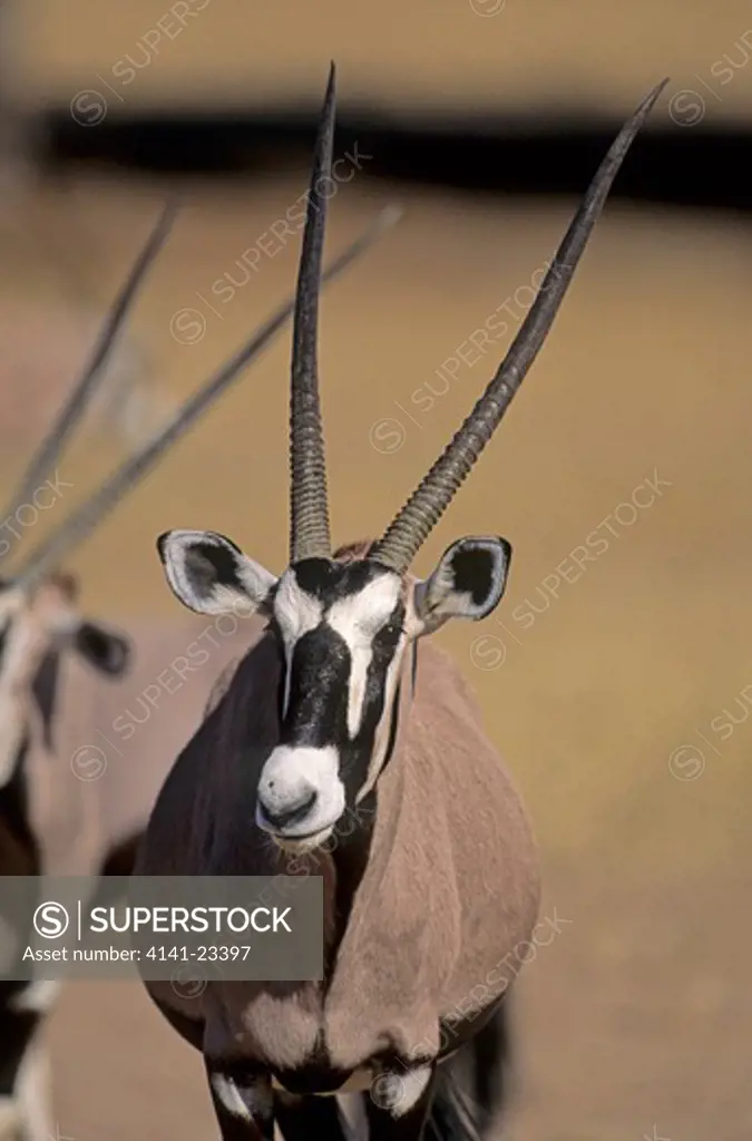 gemsbok oryx gazella kgalagadi transfrontier park, kalahari, south africa