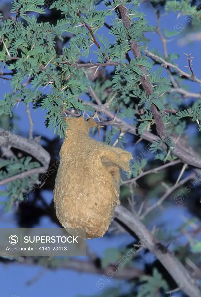 cape penduline-tit anthoscopus minutus nest has false entrance to deter predators kgalagadi transfrontier park, kalahari, south africa