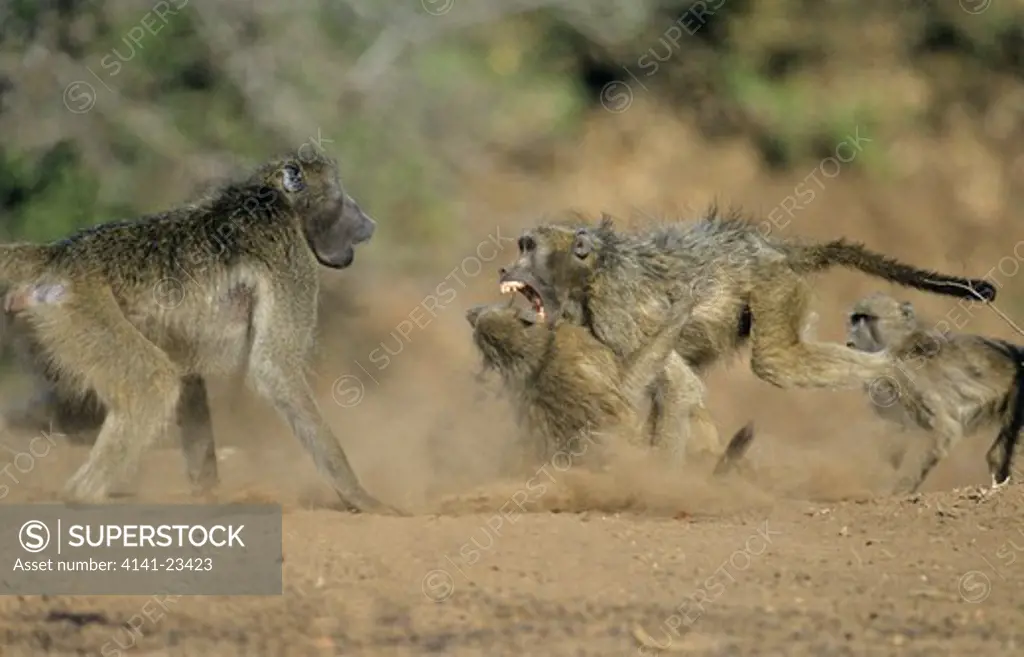 chacma baboon papio ursinus troop fighting kruger national park, south africa