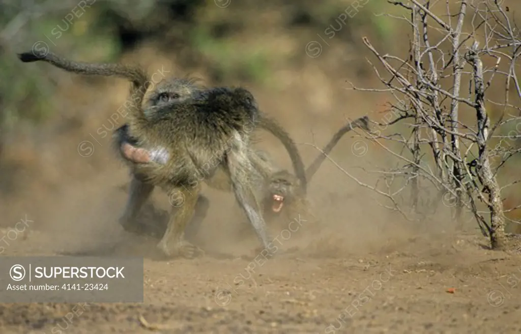 chacma baboon papio ursinus troop fighting kruger national park, south africa