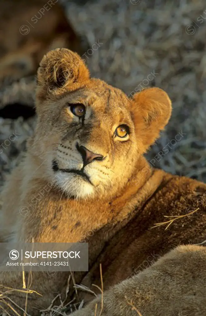 african lion panthera leo cub sabi sabi, greater kruger national park, south africa