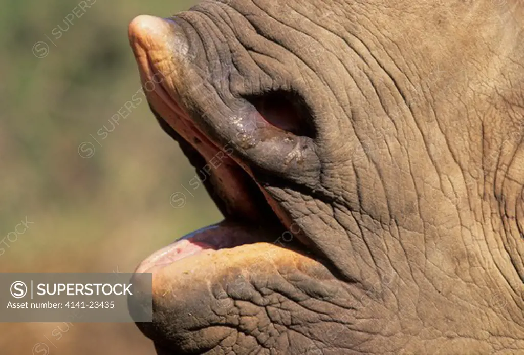 black rhinocerous diceros bicornis close up of mouth showing lip lapalala, south africa